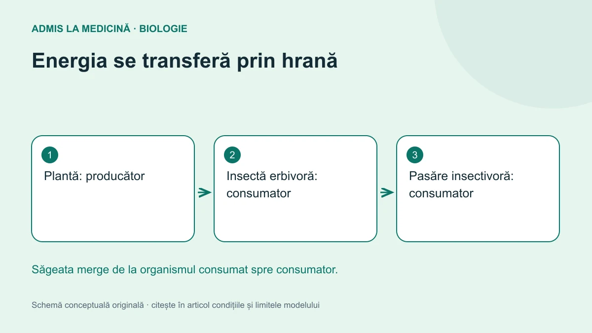 Energia se transferă prin hrană. Schemă conceptuală originală Admis la Medicină.