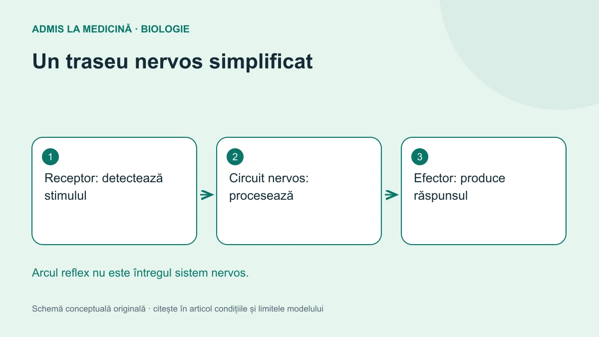 Un traseu nervos simplificat. Schemă conceptuală originală Admis la Medicină.