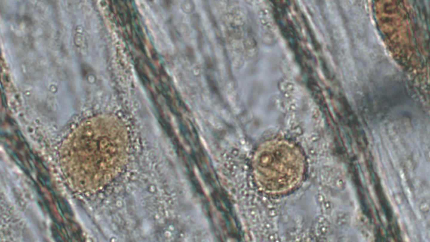 Celule vii din epiderma bulbului de ceapă, fotografiate la microscop.