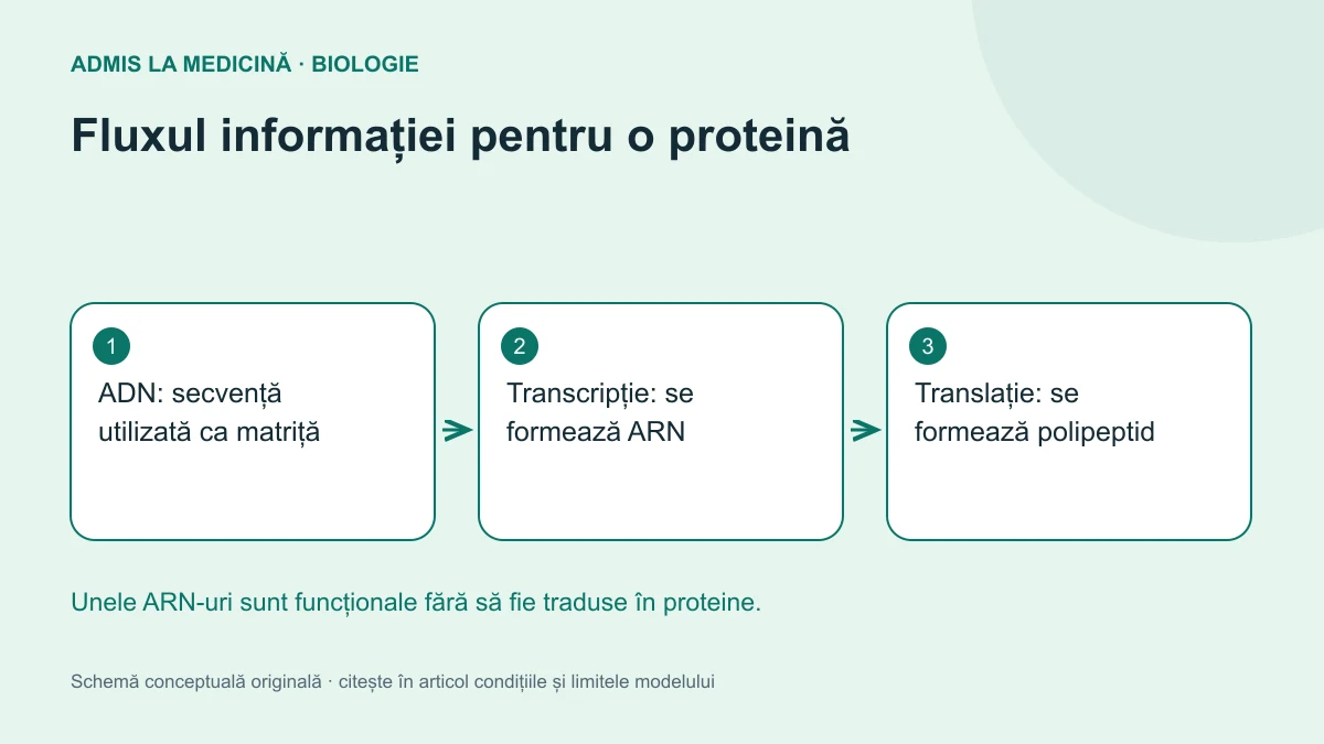 Fluxul informației pentru o proteină. Schemă conceptuală originală Admis la Medicină.